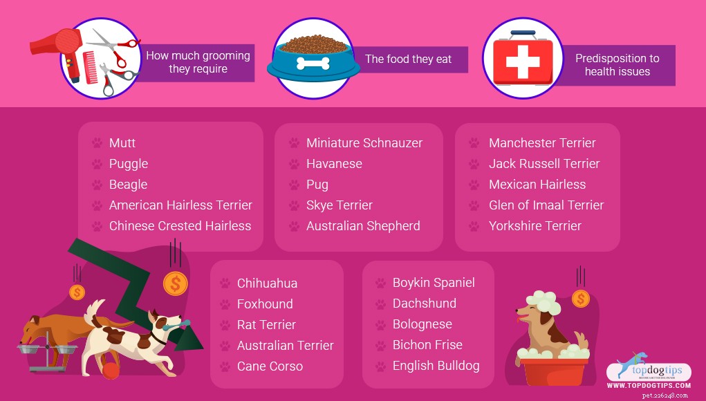 25 Budget-Friendly Dog Breeds: Affordable & Low-Maintenance Options
