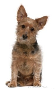 25 Budget-Friendly Dog Breeds: Affordable & Low-Maintenance Options