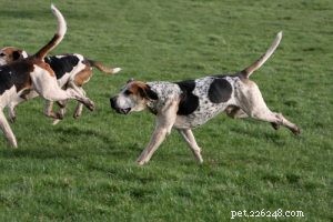 25 Budget-Friendly Dog Breeds: Affordable & Low-Maintenance Options