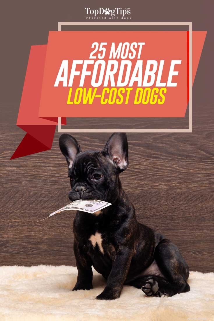 25 Budget-Friendly Dog Breeds: Affordable & Low-Maintenance Options