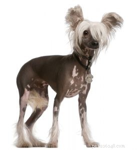 25 Budget-Friendly Dog Breeds: Affordable & Low-Maintenance Options