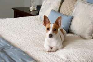 25 Budget-Friendly Dog Breeds: Affordable & Low-Maintenance Options