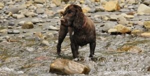 25 Budget-Friendly Dog Breeds: Affordable & Low-Maintenance Options