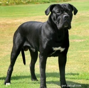25 Budget-Friendly Dog Breeds: Affordable & Low-Maintenance Options