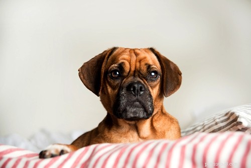 25 Budget-Friendly Dog Breeds: Affordable & Low-Maintenance Options