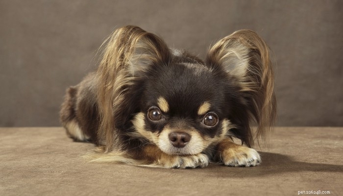 25 Budget-Friendly Dog Breeds: Affordable & Low-Maintenance Options