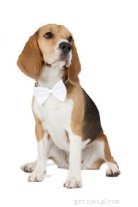 25 Budget-Friendly Dog Breeds: Affordable & Low-Maintenance Options