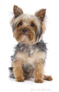 25 Budget-Friendly Dog Breeds: Affordable & Low-Maintenance Options