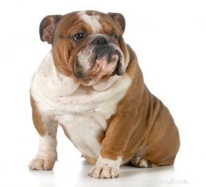 25 Budget-Friendly Dog Breeds: Affordable & Low-Maintenance Options