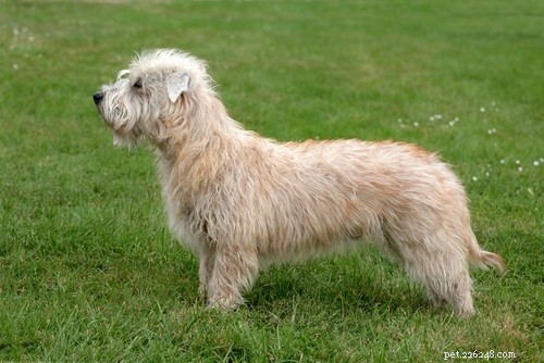 25 Budget-Friendly Dog Breeds: Affordable & Low-Maintenance Options