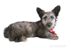 25 Budget-Friendly Dog Breeds: Affordable & Low-Maintenance Options