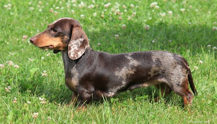 25 Budget-Friendly Dog Breeds: Affordable & Low-Maintenance Options