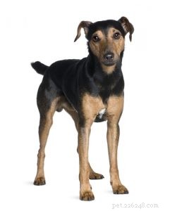25 Budget-Friendly Dog Breeds: Affordable & Low-Maintenance Options
