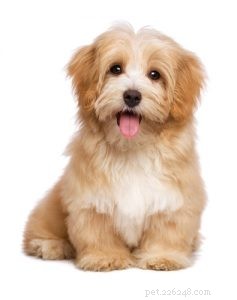 25 Budget-Friendly Dog Breeds: Affordable & Low-Maintenance Options