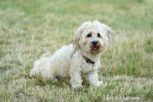 25 Budget-Friendly Dog Breeds: Affordable & Low-Maintenance Options