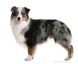 25 Budget-Friendly Dog Breeds: Affordable & Low-Maintenance Options