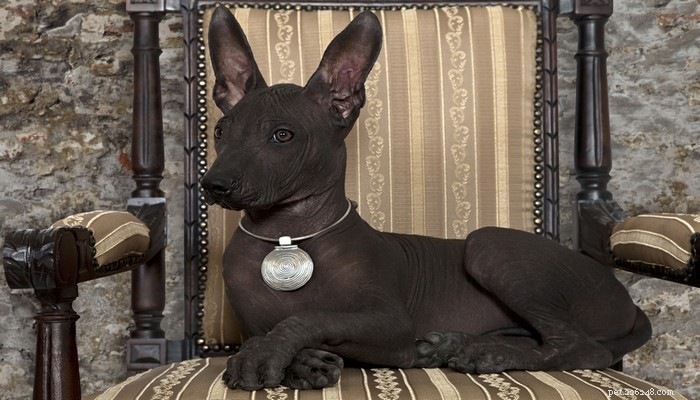 25 Budget-Friendly Dog Breeds: Affordable & Low-Maintenance Options