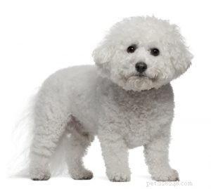 25 Budget-Friendly Dog Breeds: Affordable & Low-Maintenance Options