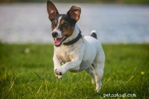 25 Budget-Friendly Dog Breeds: Affordable & Low-Maintenance Options