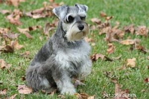 25 Budget-Friendly Dog Breeds: Affordable & Low-Maintenance Options