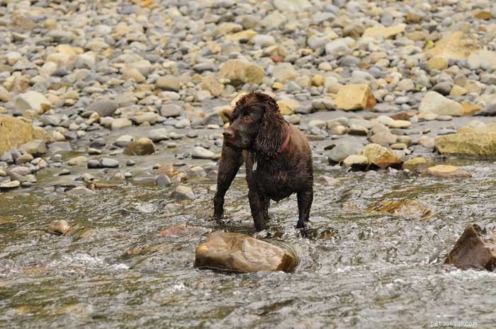 30 Elite Hunting Dog Breeds for Every Type of Game