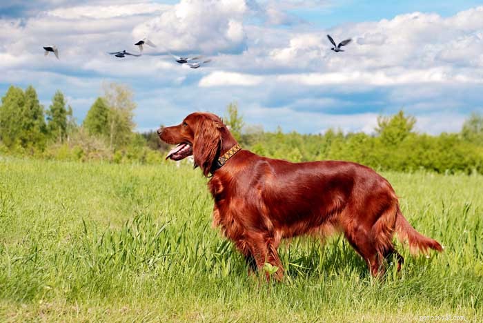 30 Elite Hunting Dog Breeds for Every Type of Game