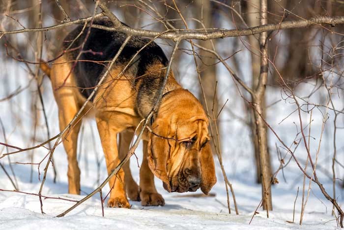 30 Elite Hunting Dog Breeds for Every Type of Game