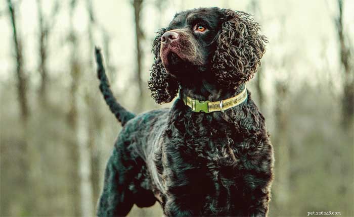 30 Elite Hunting Dog Breeds for Every Type of Game