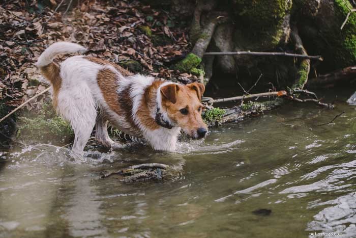 30 Elite Hunting Dog Breeds for Every Type of Game