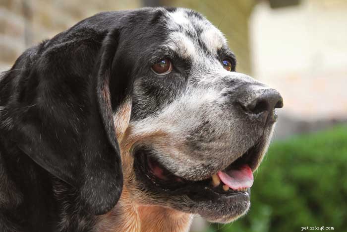 30 Elite Hunting Dog Breeds for Every Type of Game