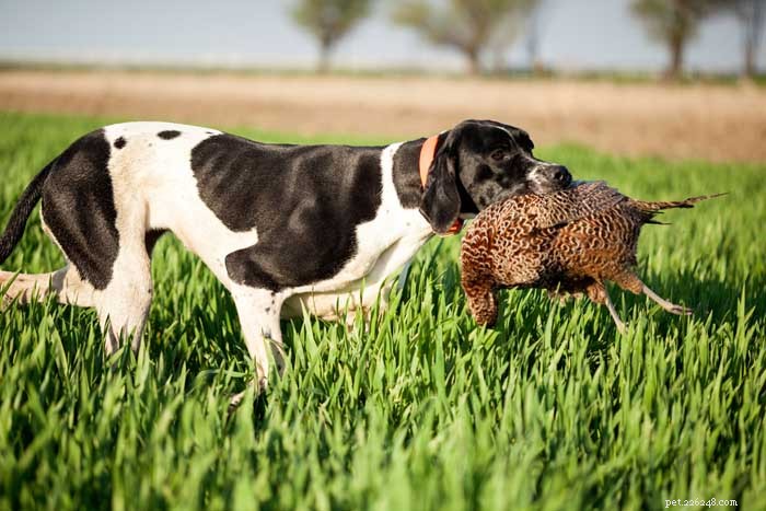 30 Elite Hunting Dog Breeds for Every Type of Game