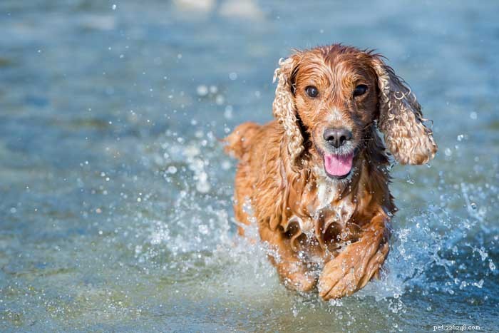 30 Elite Hunting Dog Breeds for Every Type of Game