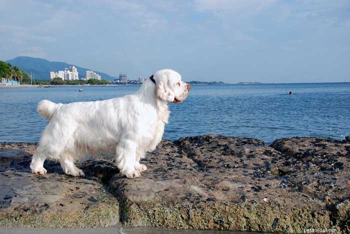 30 Elite Hunting Dog Breeds for Every Type of Game