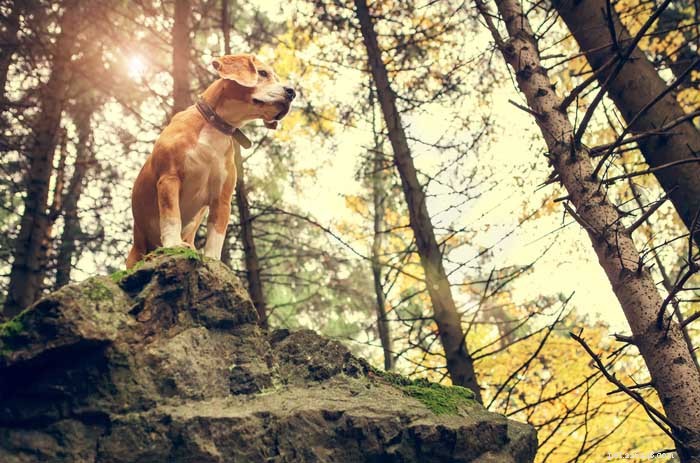 30 Elite Hunting Dog Breeds for Every Type of Game