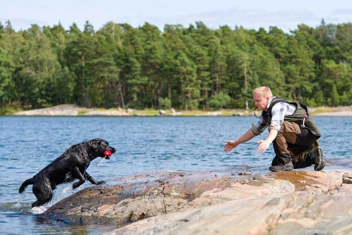 30 Elite Hunting Dog Breeds for Every Type of Game