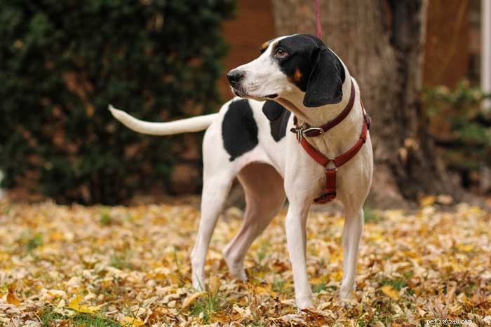 30 Elite Hunting Dog Breeds for Every Type of Game
