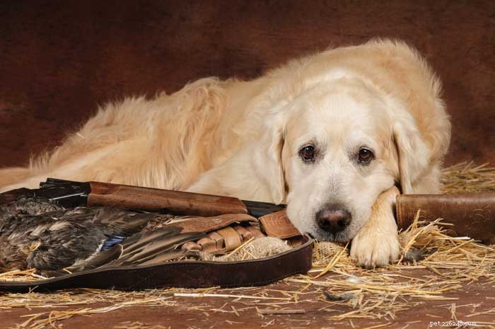 30 Elite Hunting Dog Breeds for Every Type of Game
