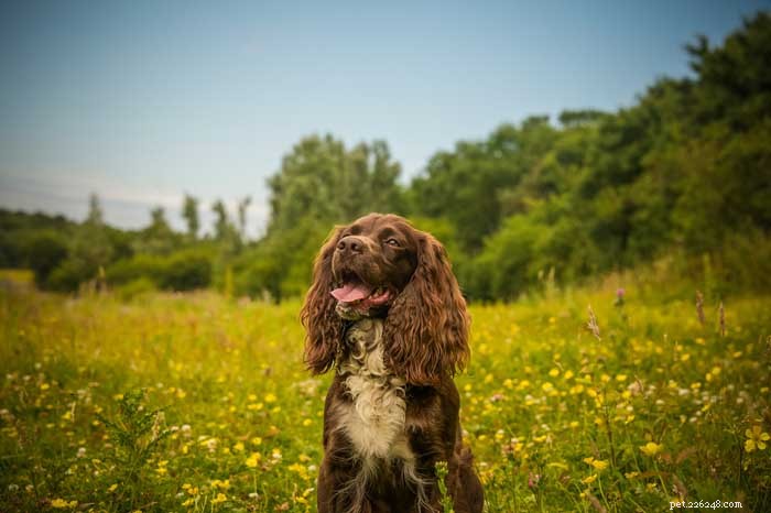 30 Elite Hunting Dog Breeds for Every Type of Game