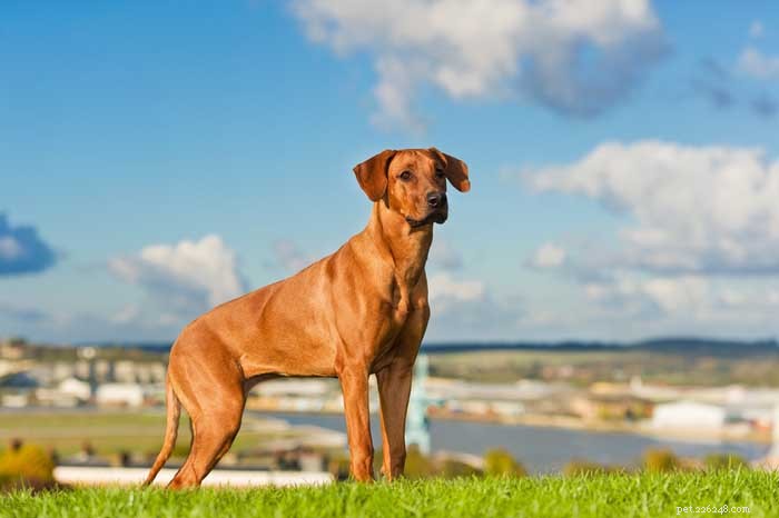 30 Elite Hunting Dog Breeds for Every Type of Game