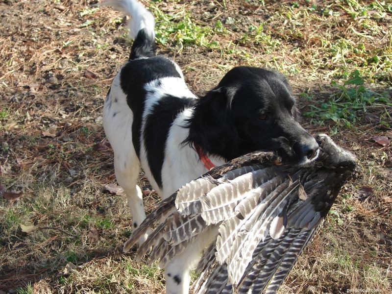 30 Elite Hunting Dog Breeds for Every Type of Game