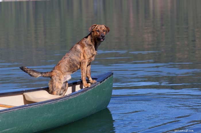 30 Elite Hunting Dog Breeds for Every Type of Game