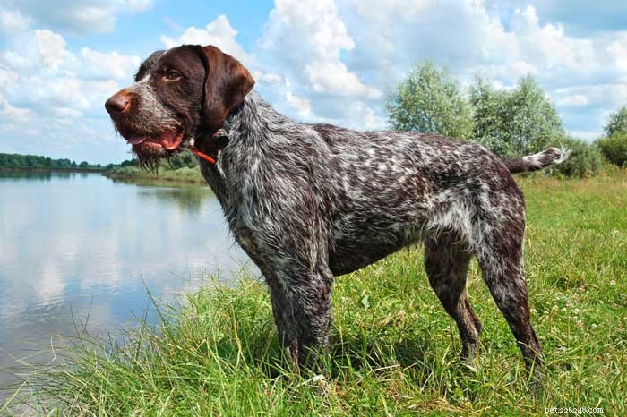 30 Elite Hunting Dog Breeds for Every Type of Game