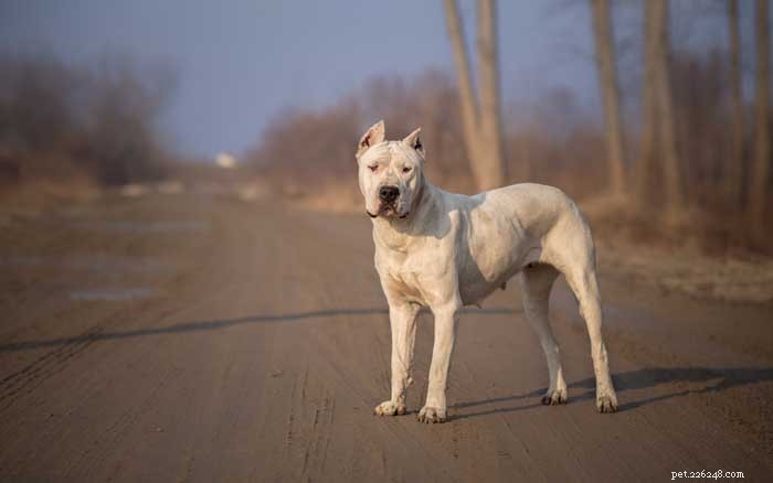 30 Elite Hunting Dog Breeds for Every Type of Game