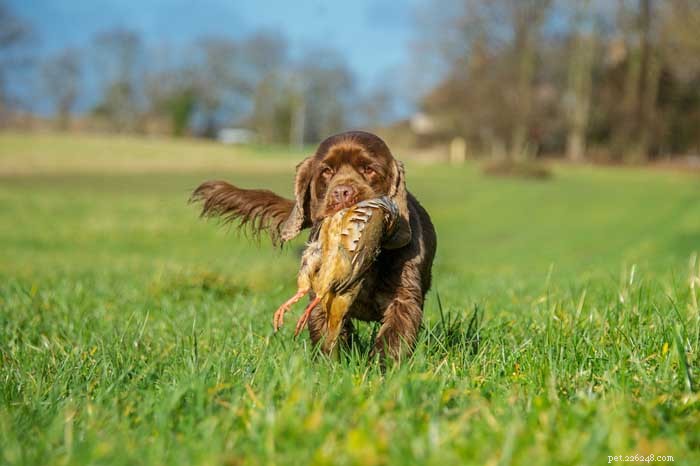 30 Elite Hunting Dog Breeds for Every Type of Game