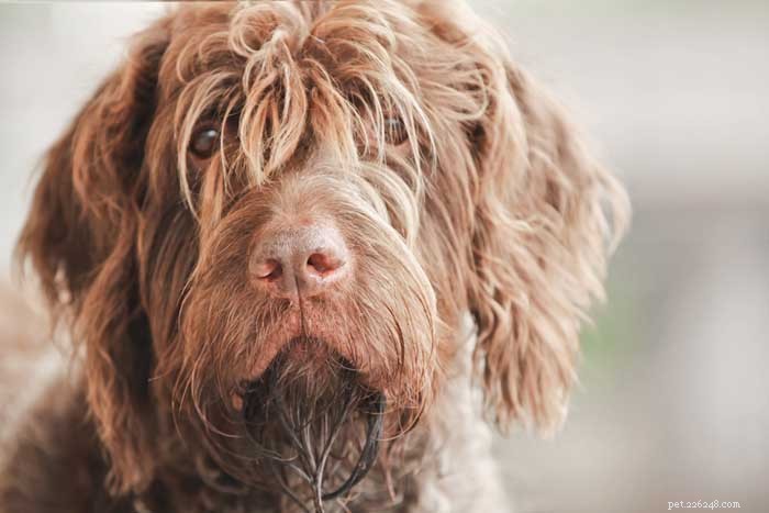 30 Elite Hunting Dog Breeds for Every Type of Game