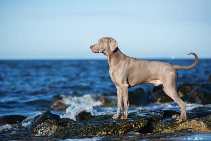 30 Elite Hunting Dog Breeds for Every Type of Game
