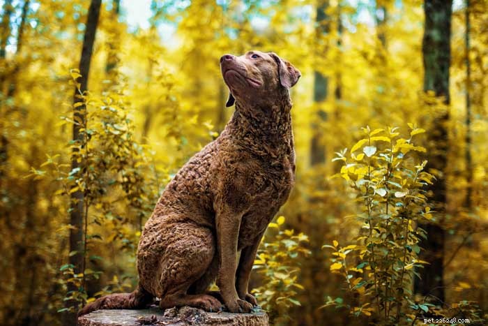 30 Elite Hunting Dog Breeds for Every Type of Game