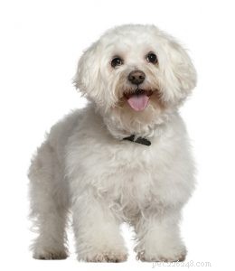 30 Dog Breeds Ideal for Low‑Energy Owners: Find Your Perfect Couch Companion