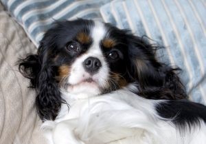 30 Dog Breeds Ideal for Low‑Energy Owners: Find Your Perfect Couch Companion