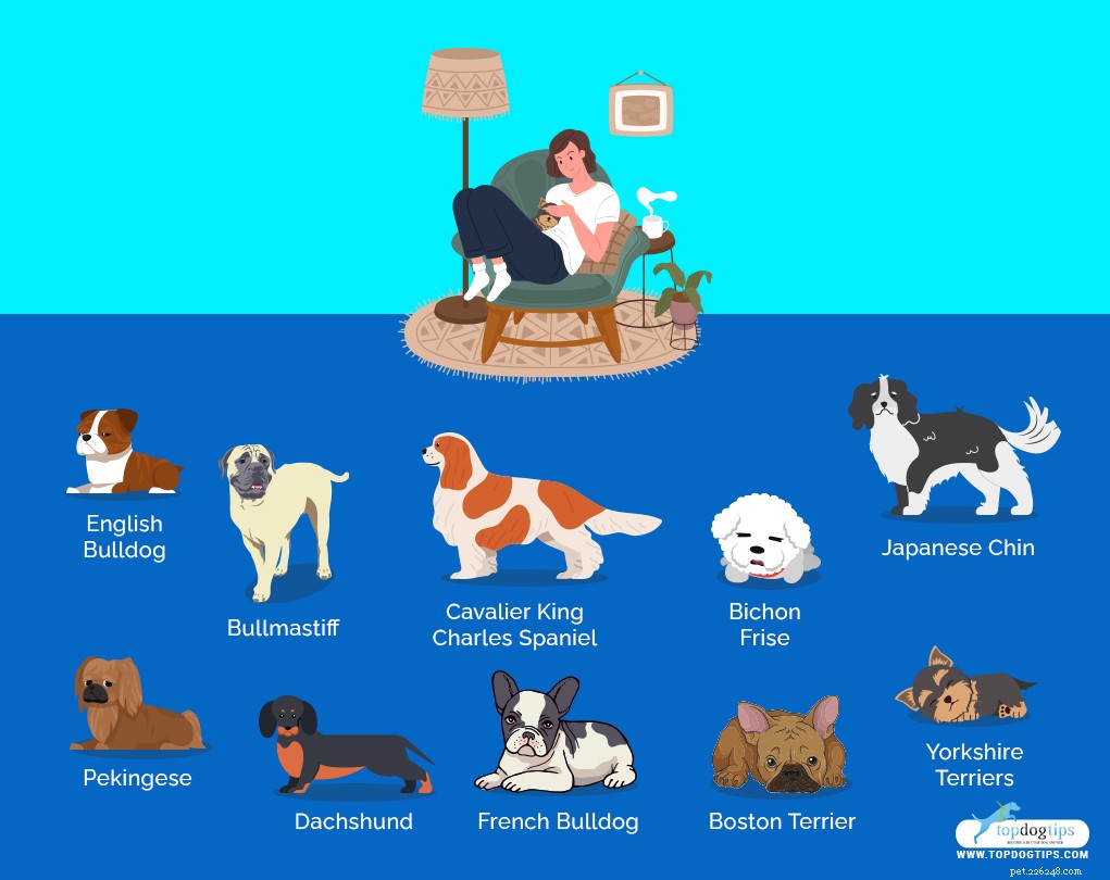 30 Dog Breeds Ideal for Low‑Energy Owners: Find Your Perfect Couch Companion